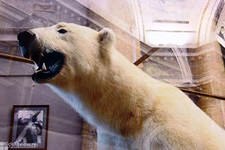 экскурсия в  музей Арктики и Антарктики